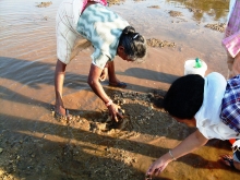 Locals collecting Papia malabarica