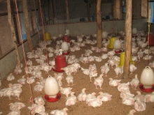 Poultry farm Arugambay