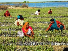 Women and Youth working at Arambda nursery