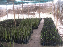 Mangrove nursery Pottuvil