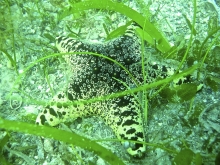 Biodiversity in the seagrass beds of the Gulf of Mannar and Palk Bay