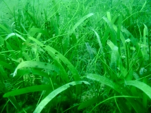 Seagrass beds in the Gulf of Mannar, Tamil Nadu, India