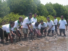 Planting Mangrove by All Stakeholders