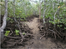 The proposed route for the Port Launay mangrove boardwalk in Mahe, Seychelles