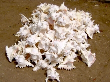 Processed Murex shells