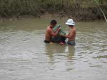 Shrimp harvesting at Duyen Hai District 