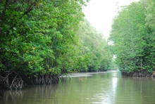 Mangroves in Mui Ca Mau National Park