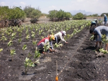 About 25,000 mangrove seedlings planted by coastal community group in Peleyan, Situbondo, East Java 