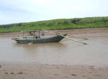 Mangroves in Dai Hop, Hai Phong