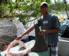 Telling the shark species without the body 