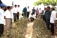 Mangroves Planting