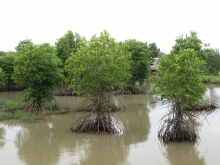 Shrimp mangrove polyculture at Long Khanh and Dong Hai Commune 