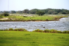 A view of vegetation types in the Vankalai sanctuary, Ramsar site, Sri Lanka.