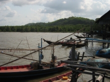 Clam habitat area in Baan Siabyuan 