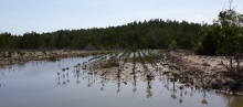 An example of a mud crab rearing pond in Bulili village, Pohuwato, Gorontalo province