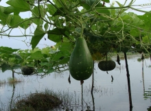 Integrated agriculture, duck rearing and aquaculture is a popular adaptive practice in Shyamnagar