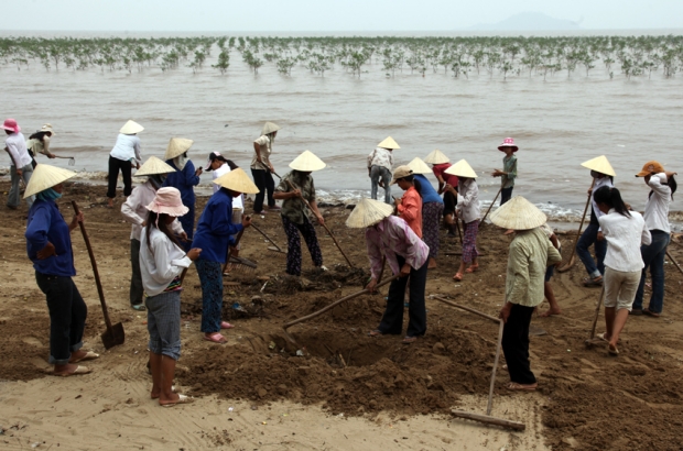 Da Loc commune village Green Teams clean the beach near a mangrove plantation