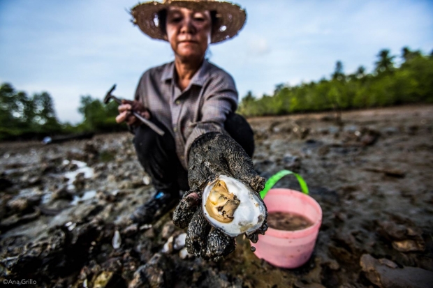 Harvesting oysters in low tide – Trat province 