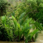 Nypa fruiticans in the Bangladesh Sundarbans