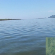 Seagrass species Enhalus Acoroides (insert), possesses medicinal value. 