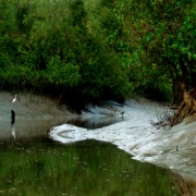 One of the beautiful canals of the Bangladesh Sundarbans