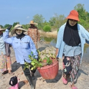 Activity on mangrove conservation.