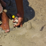 Collecting shells. Traditional skills at work at the mud flat in Ban Mod Ta Noi. The gleaner find out where the shells are with her foot, and then collect them.