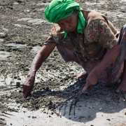 Women take advantage of the low tide to collect shells on the mud flat in ban mod ta noi (Trang). 