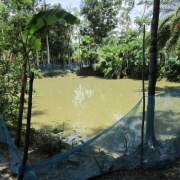 A seasonal pond in Chaltabunia village