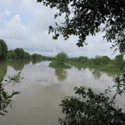 Mangroves in Long Khanh Commune, Duyen Hai District, Tra Vinh Province, Vietnam