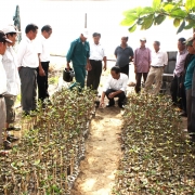 Mangroves nursery established by the local fishing association 