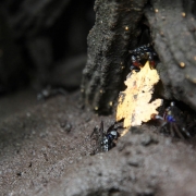 Sesarmine crabs fed on mangrove leaf