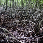Mangrove restoration area in Pranburi Forest Park