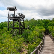 Mangrove tower and education trail