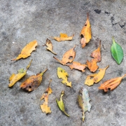 Collection of mangrove leaves eaten by sesarmine crabs