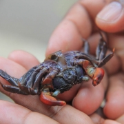 male sesarmine crab