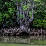 Amazing roots