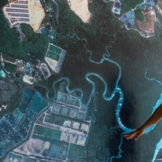 Conserving Mangrove for otter