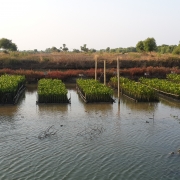 Mangrove nursery