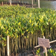 Mangrove seedlings