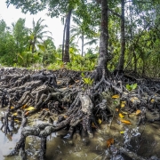 Mangroves in Phuket 