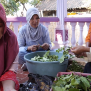 Mangrove tea production 