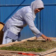 A woman drying holy mangrove leaves 