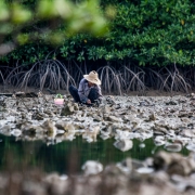 During low tide in early morning in Salak Kok Bay, Trat, Ms. Lek, local resident of Koh Change harvests mangrove oysters.