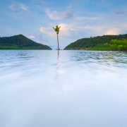 A young mangrove in coastal Thailand 