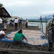[Ranong] Scienctific Symposium on Mangrove Ecosystem (Field Trip)