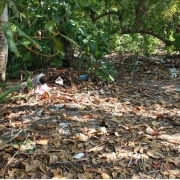  Waste in Vaikaradhoo 