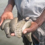 Sea cucumber culture 