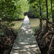 An elevated walking path through the mangrove forest of Peam Krasop Wildlife Sanctuary