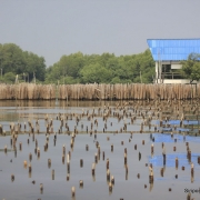 [Thailand] ป่าชายเลนในประเทศไทย Mangroves in Thailand